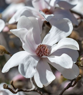 Magnolia Loebnerova 'Merrill'